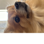 Coco is the jumbo