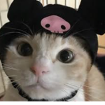 ForMyBuddy
