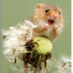 Harvest mouse fitting.co