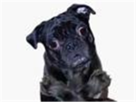 The Pug Assault Team