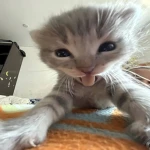 Mae UGC Group Thumbnail