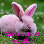 The Real Pink Bunny Club