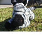 Z the Zebra