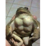 The Buff frogs