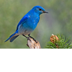THE BLUE BIRD SQUAD