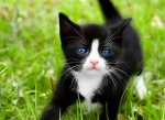Diablocat group