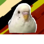 Budgie Tea