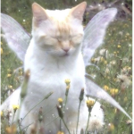 flairies!