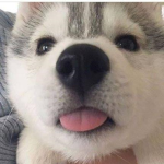 Tiny Blepers