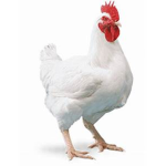 The Fun Chicken Group
