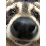 !The Racoons!