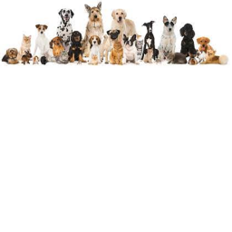 find the pets