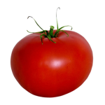 Tomato Farms