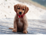 Jules Puppies