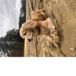 Richard THe dog