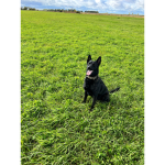 ~Dutch Shepherd Fans of Roblox~