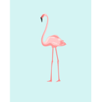 Flamingo myth busters
