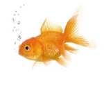 Join if your a fishy