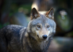 The is the wolf attacks