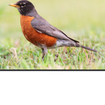 MrRobin Fan Club
