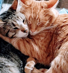 Cat fan club!!!!!!!!!!!!!!!!!!!!!!!!!!!!!!!!!