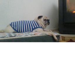 life in piggy