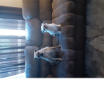 #Noob Dog Squad