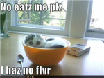 Kittehs