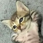; fluffycat
