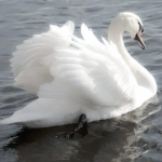sealify