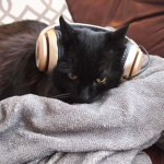 ?Hello Cat¿