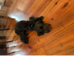 URDoG