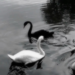 Swan.png