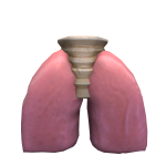 Demjot's Lungs