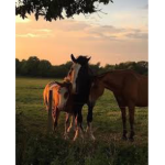 - The best horse riders -