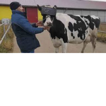 mucche carine