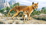 Tas-Tigers Training Division