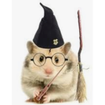 Hamster playz this