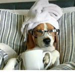 Dogs are cute like me
