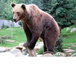 bears_are_the_best