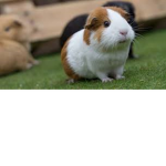 Guinea pig gods and queens