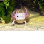 The Axolotl Tank!