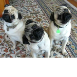 group for dds