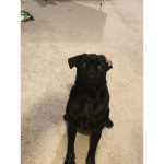 Pepsi the pug