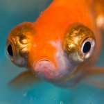 Fishie Studios