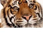Tigersteam