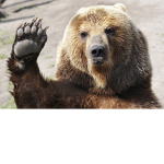 Original Team Bear!