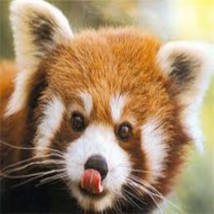 Red Panda Roblox decal
