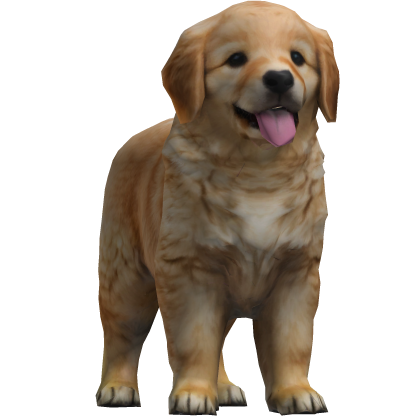 Golden Retriever Dog Pet