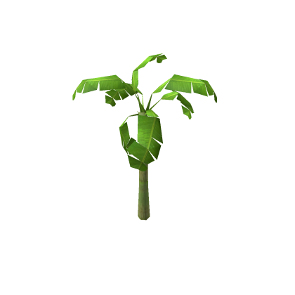 banana tree